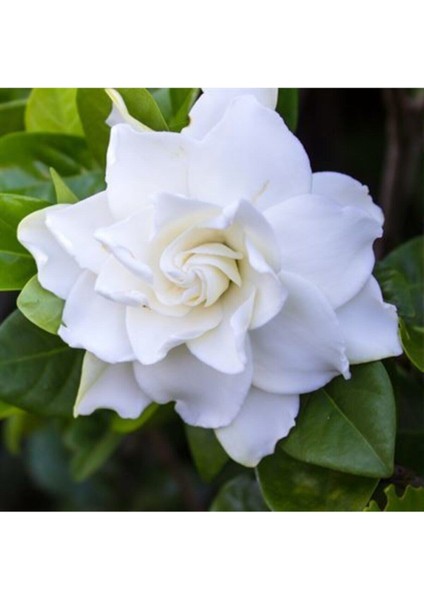 Serada Decor Plant Videolu Efsane Kokulu Hediyelik 1 Adet Gardenya Çiçeği Saksılı 30-45CM (Gardenia Flower)