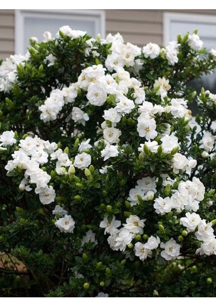 Serada Decor Plant Videolu Efsane Kokulu Hediyelik 1 Adet Gardenya Çiçeği Saksılı 30-45CM (Gardenia Flower)