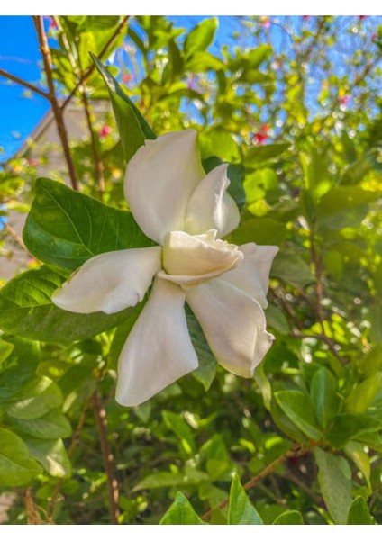 Serada Decor Plant Videolu Efsane Kokulu Hediyelik 1 Adet Gardenya Çiçeği Saksılı 30-45CM (Gardenia Flower)