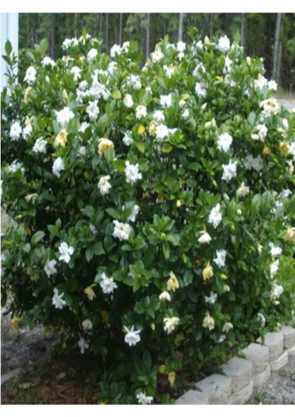 Serada Decor Plant Videolu Efsane Kokulu Hediyelik 1 Adet Gardenya Çiçeği Saksılı 30-45CM (Gardenia Flower)