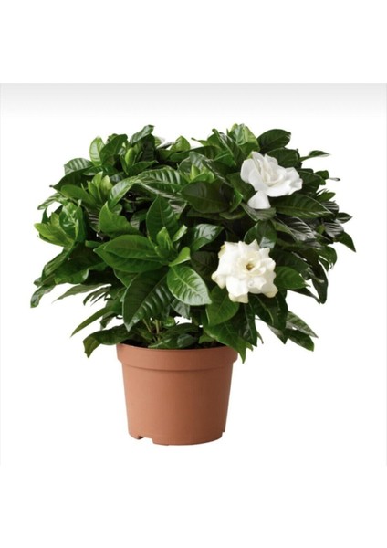 Videolu Kokulu Hediyelik 1 Adet Gardenya Çiçeği Saksılı 30-50CM (Gardenia Flower)