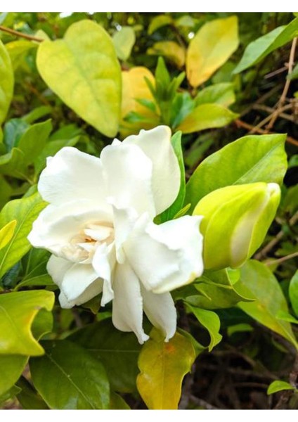 Videolu Ithal Muhteşem Kokulu 1 Adet Gardenya Çiçeği 30-45CM Saksılı (Gardenia Flower) indirimleri