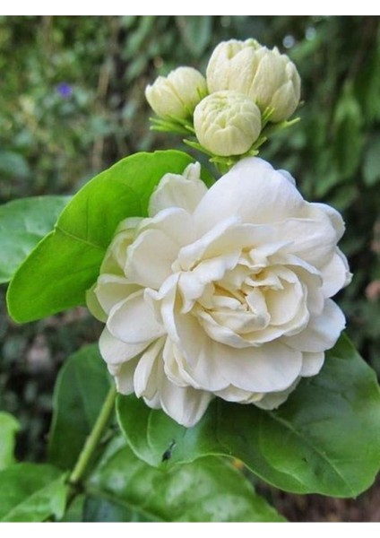 Videolu Kokulu Katmerli Ful Yasemin 1 Adet Saksılı 60-80 cm Bahçe Bitkisi (Jasminum Sambac) modelleri