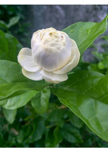 Videolu Kokulu Katmerli Ful Yasemin 1 Adet Saksılı 60-80 cm Bahçe Bitkisi (Jasminum Sambac) fırsatları