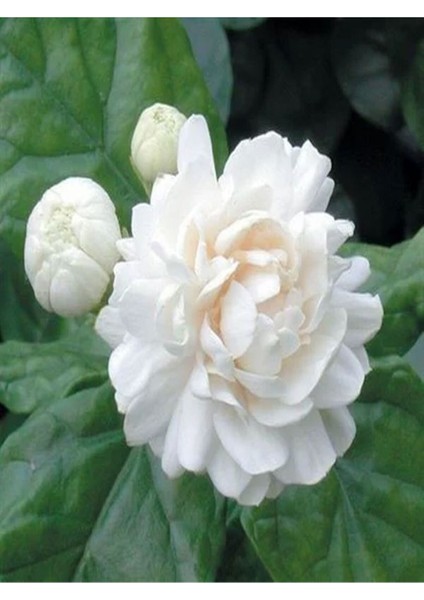 Videolu Kokulu Katmerli Ful Yasemin 1 Adet Saksılı 60-80 cm Bahçe Bitkisi (Jasminum Sambac) indirimleri