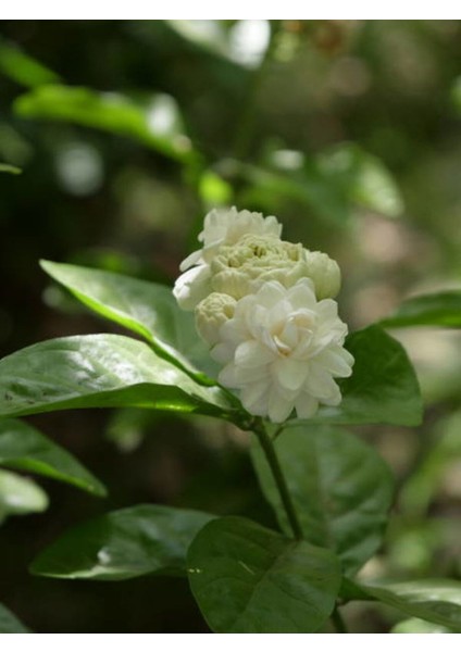 Videolu Kokulu Katmerli Ful Yasemin 1 Adet Saksılı 60-80 cm Bahçe Bitkisi (Jasminum Sambac)