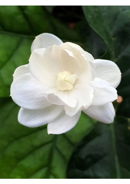 Videolu Kokulu Katmerli Ful Yasemin 1 Adet Saksılı 60-80 cm Bahçe Bitkisi (Jasminum Sambac)