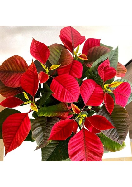 Videolu Atatürk Çiçeği Öğretmenler Günü Hediyesi 1 Adet Saksılı 40-75CM Canlı Bitki (Poinsettia)