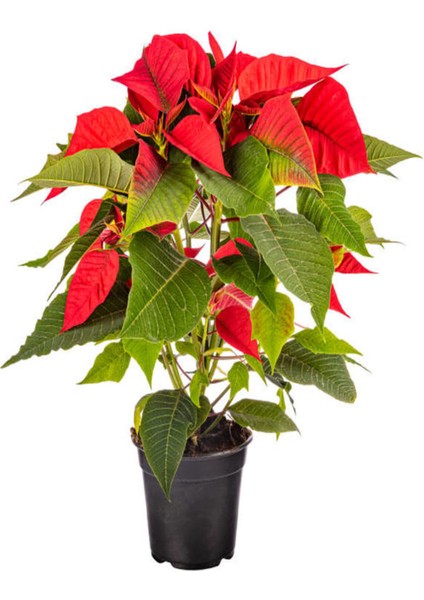 Videolu Atatürk Çiçeği Öğretmenler Günü Hediyesi 1 Adet Saksılı 40-75CM Canlı Bitki (Poinsettia)