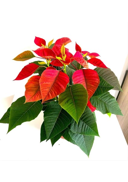 Videolu Atatürk Çiçeği Öğretmenler Günü Hediyesi 1 Adet Saksılı 40-75CM Canlı Bitki (Poinsettia)