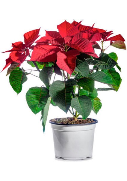 Videolu Atatürk Çiçeği Öğretmenler Günü Hediyesi 1 Adet Saksılı 40-75CM Canlı Bitki (Poinsettia)