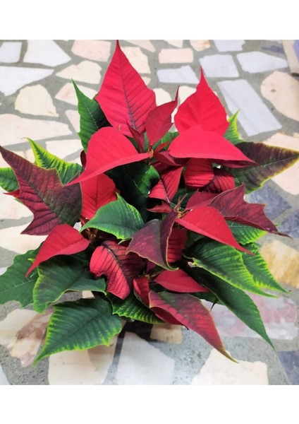 Videolu Atatürk Çiçeği Fidanı Ofis Bitkisi 30-45 cm Saksılı Iç Mekan Bitkileri Euphorbia Pulcherrima fiyatları