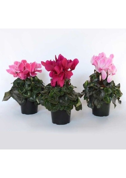 Sıklamen Çiçeği Hediyelik Çiçek