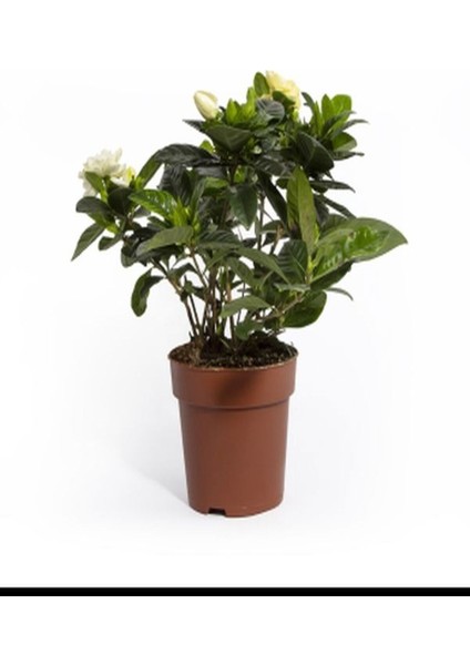 Videolu Müthiş Kokulu Salon Bitkisi Gardenya Çiçeği 1 Adet Saksılı 30-40CM (Gardenia Flower)