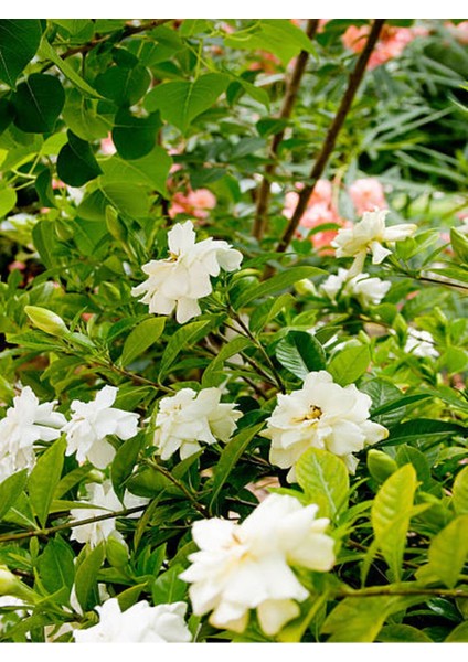 Videolu Müthiş Kokulu Salon Bitkisi Gardenya Çiçeği 1 Adet Saksılı 30-40CM (Gardenia Flower)