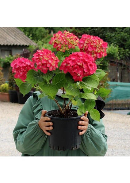 Videolu 4 Adet Kırmızı Çiçekli Ortanca Fidanı 30-55 cm Tüplü Çiçekli Bodur Bitkiler Red Hydrangea