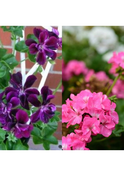 Videolu Mor Pembe 2 Adet Karışık Renk Özel Set Sardunya Fidesi 15-30CM Saksılı (Geranium)