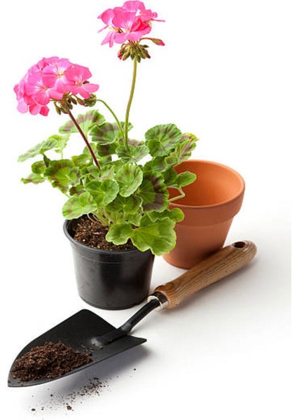Videolu Mor Pembe 2 Adet Karışık Renk Özel Set Sardunya Fidesi 15-30CM Saksılı (Geranium) fiyatları