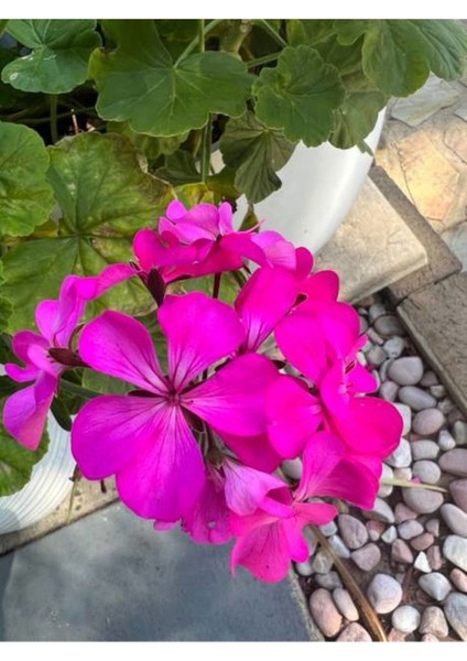 Videolu Mor Pembe 2 Adet Karışık Renk Özel Set Sardunya Fidesi 15-30CM Saksılı (Geranium) fırsatları