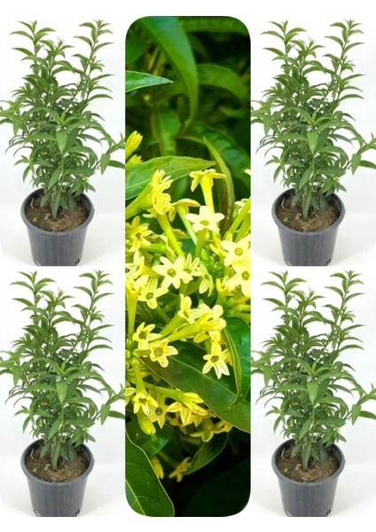 Videolu Mis Kokulu Melisa Kolanya Çiçeği 4 Adet Saksılı/ Tüplü 60-80CM (Cestrum Parqui)
