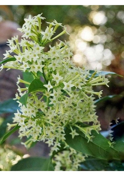 Videolu Mis Kokulu Melisa Kolanya Çiçeği 4 Adet Saksılı/ Tüplü 60-80CM (Cestrum Parqui) fırsatları