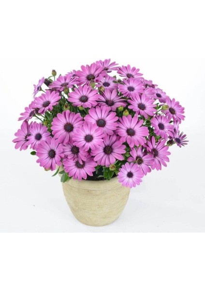 Videolu Pembe Bodrum Papatyası Çiçeği Fidanı Saksılı 4 Adet Saksılı 20-40CM (Bodrum Daisy) fırsatları