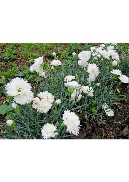 Videolu Kokulu Beyaz Karanfil Çiçeği Fidanı 1 Adet Saksılı 40-60CM ( Dianthus) fiyatları