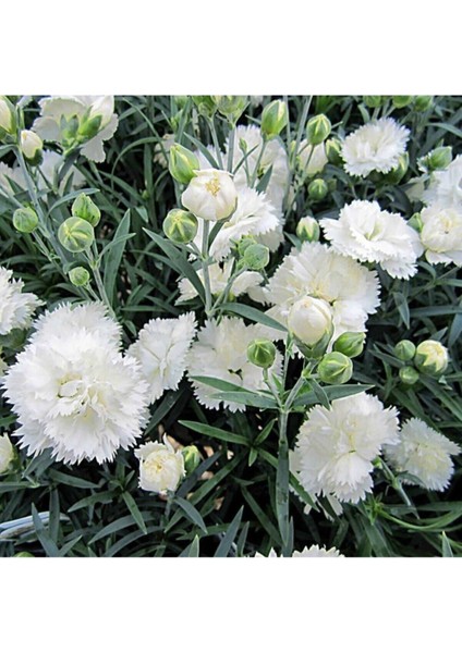Videolu Kokulu Beyaz Karanfil Çiçeği Fidanı 1 Adet Saksılı 40-60CM ( Dianthus) modelleri