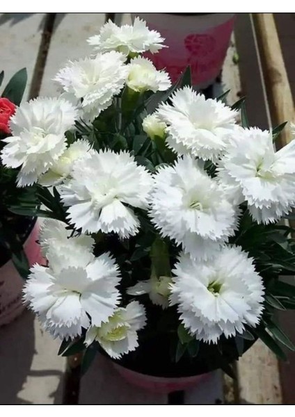 Videolu Kokulu Beyaz Karanfil Çiçeği Fidanı 1 Adet Saksılı 40-60CM ( Dianthus) fırsatları