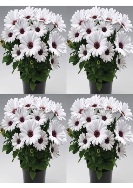 Videolu Beyaz Bodrum Papatyası Çiçeği Fidanı 4 Adet Saksılı 20-40 cm (Dimorphotheca Ecklonis)