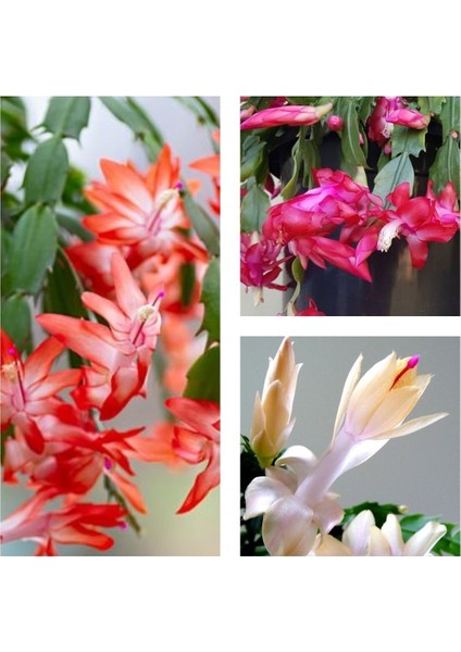 Videolu 3 Adet Yılbaşı Çiçeği 10-20 cm Saksılı Çiçekli Bodur Bitkiler Euphorbia Pulcherrima