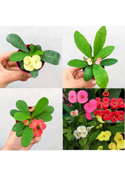 Videolu Mini 3'lü Karışık Milli Dikenler Tacı Çiçeği Fidanı 5-15CM Saksılı Çiçekli Bodur Euphorbia