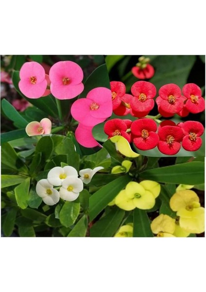 Videolu Mini 3'lü Karışık Milli Dikenler Tacı Çiçeği Fidanı 5-15CM Saksılı Çiçekli Bodur Euphorbia
