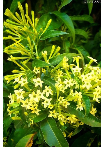 Videolu Yoğun Kokulu Melisa Parfüm Çiçeği Bitkisi 1 Adet Saksılı/ Tüplü 40-60 cm (Cestrum Parqui) fiyatları