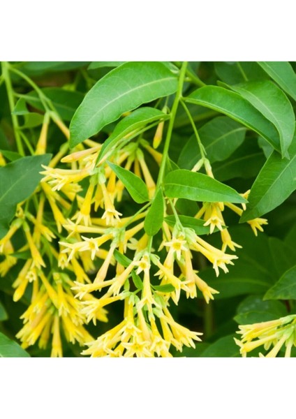 Videolu Yoğun Kokulu Melisa Parfüm Çiçeği Bitkisi 1 Adet Saksılı/ Tüplü 40-60 cm (Cestrum Parqui) modelleri