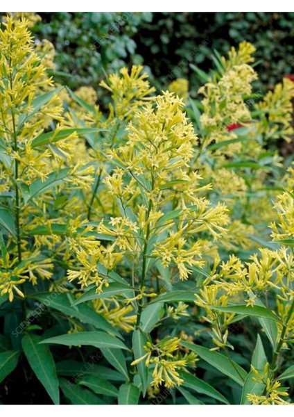 Videolu Yoğun Kokulu Melisa Parfüm Çiçeği Bitkisi 1 Adet Saksılı/ Tüplü 40-60 cm (Cestrum Parqui) fırsatları
