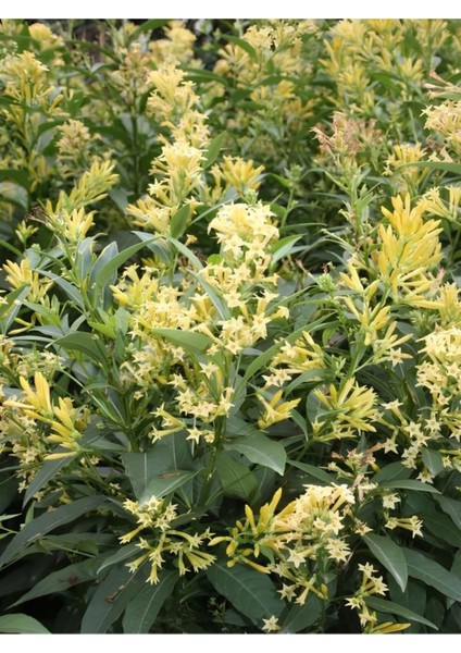 Serada Decor Plant Videolu Yoğun Kokulu Melisa Çiçeği 4 Adet 55-80 cm Saksılı/tüplü Bahçe Bitkisi (Cestrum)