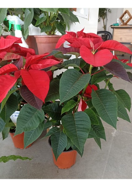 Videolu Atatürk Çiçeği Hediyelik 3 Adet Saksılı 40-70 cm Iç Mekan Bitkisi ( Poinsettia) modelleri