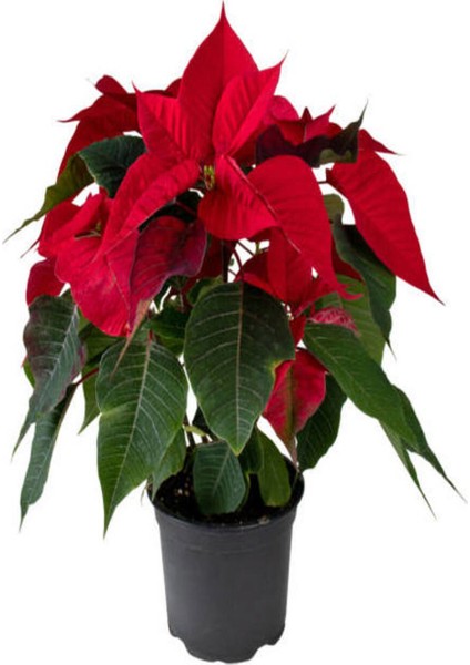 Videolu Atatürk Çiçeği Hediyelik 3 Adet Saksılı 40-70 cm Iç Mekan Bitkisi ( Poinsettia) fırsatları
