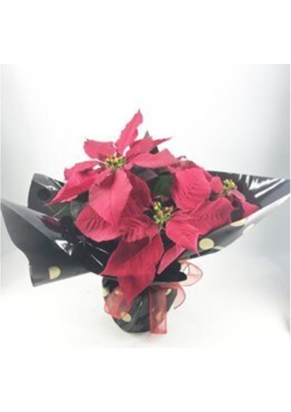 Atatürk Çiçeği Ponsetya Poinsettia & Siyah Benekli Sarım Saksıda Lik Canlı Çiçek fiyatları