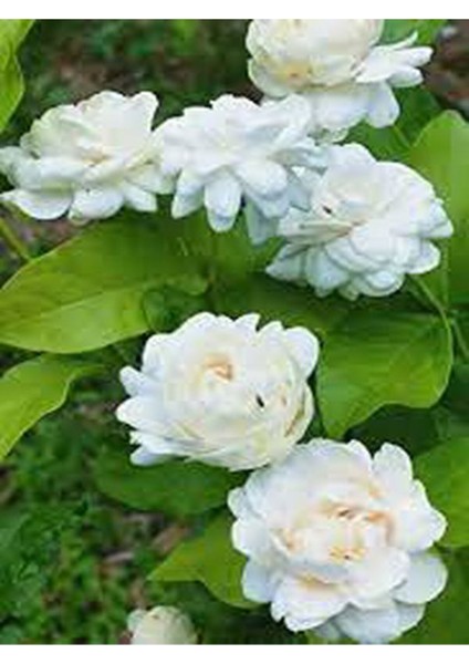 Videolu Full Yasemin Çiçeği Fidanı 30-70 cm 5 Adet Saksılı/tüplü Dış Mekan Sarmaşık Jasmine Flower