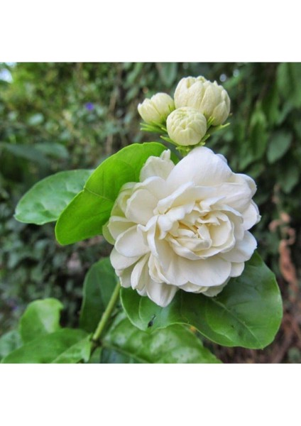 Videolu Full Yasemin Çiçeği Fidanı 30-70 cm 5 Adet Saksılı/tüplü Dış Mekan Sarmaşık Jasmine Flower fiyatları