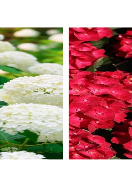 Videolu 2 Adet Kırmızı/beyaz Çiçekli Ortanca Fidanı 30-55 cm Tüplü Çiçekli Bodur Red/white Hydrangea