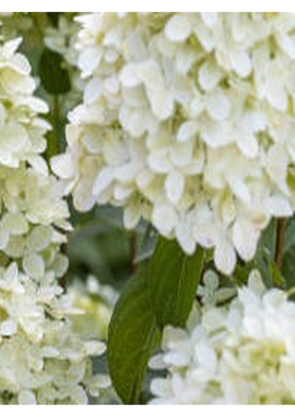 Videolu 2 Adet Kırmızı/beyaz Çiçekli Ortanca Fidanı 30-55 cm Tüplü Çiçekli Bodur Red/white Hydrangea