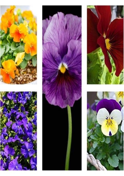 Videolu 25 Adet Hercai Menekşe Seti 5 Renk 5 Adet 15-25 cm Tüplü Çiçekli Bodur Bitkiler Viola