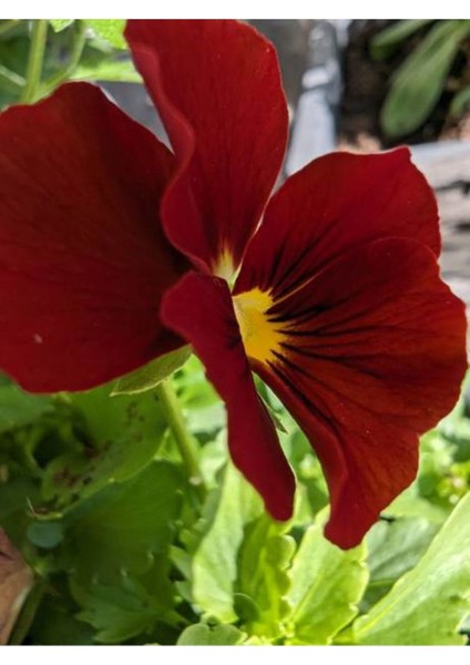 Videolu 25 Adet Hercai Menekşe Seti 5 Renk 5 Adet 15-25 cm Tüplü Çiçekli Bodur Bitkiler Viola indirimleri