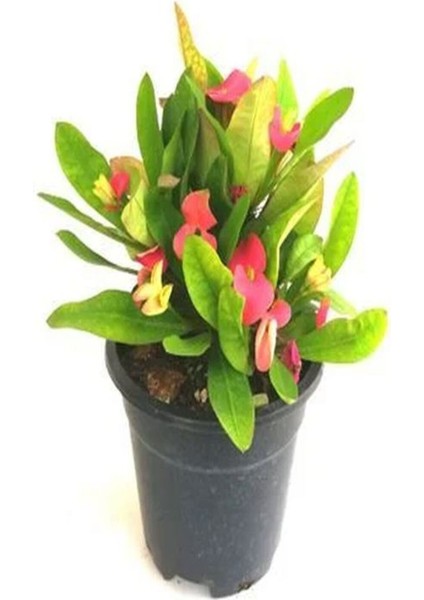 Videolu Kırmızı 1 Adet Milli Dikenler Tacı Çiçeği 15-30CM Saksılı (Euphorbia) fiyatları