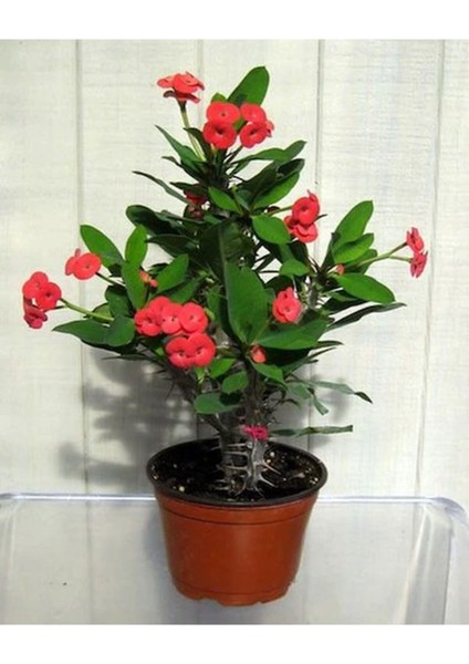 Videolu Kırmızı 1 Adet Milli Dikenler Tacı Çiçeği 15-30CM Saksılı (Euphorbia)