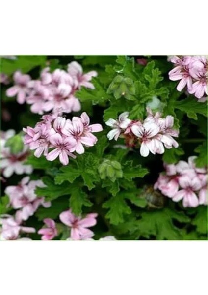 Videolu Muhteşem Kokulu 2 Adet Itır Fidesi 15-25CM Saksılı (Rose Drop)