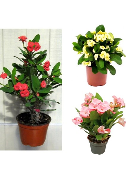 Videolu Pembe Sarı Kırmızı 3 Adet Milli Dikenler Tacı Çiçeği Fidanı 15-30CM Saksılı (Europhia)